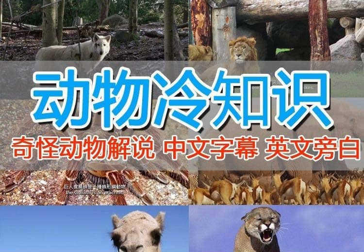 外面卖1699的国外纪录片解说（动物解说、美食、动画片）稳过中视频安创网-网创项目资源站-副业项目-创业项目-搞钱项目安创网